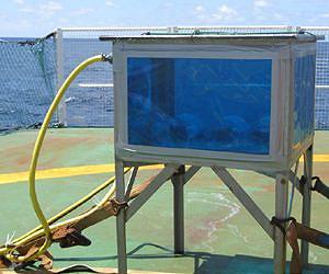How much nitrogen is fixed in the ocean?