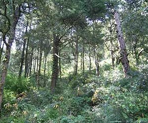 Liberia forests sold off in secret logging contracts: report