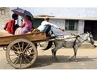 New Evidence Of Early Horse Domestication