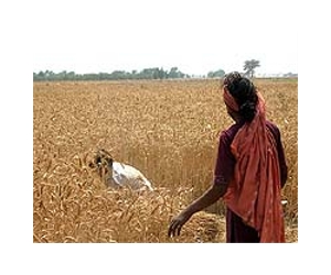 Grain rots in India as millions starve