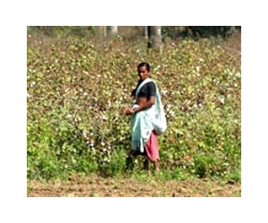 Massive Gains For Women's Employment In India