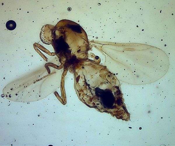 Full-bellied fossil suggests flies were active pollinators 47 million years ago