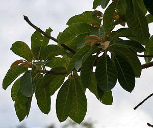 Tree seeds offer potential for sustainable biofuels