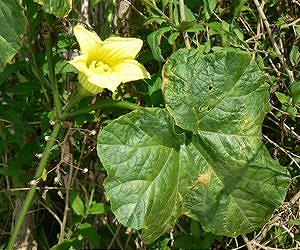 Protecting the weedy and wild kin of globally important crops