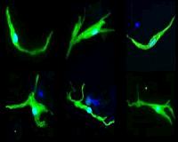 Can stem cell technology be harnessed to generate biological pacemakers?