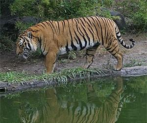 Tiger countries meet in Indonesia to map rescue