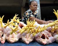 Possible Bird Flu Cluster Develops In Indonesia