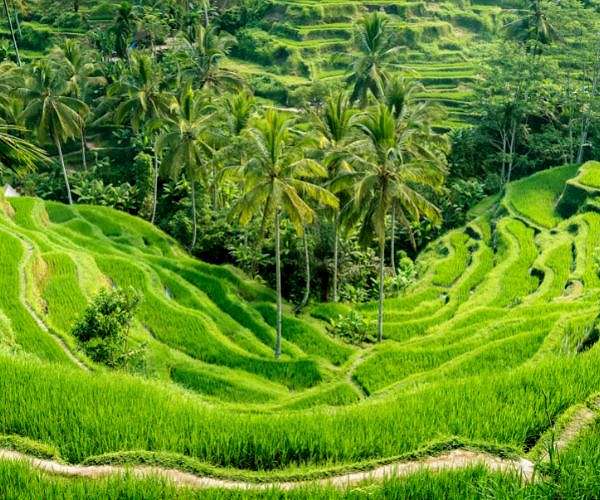Indonesian farmers fight for their land in nickel mining boom
