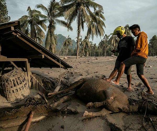 'Forgotten' animals rescued after Indonesia volcano eruption