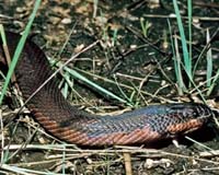 Snakes Credited For Our Keen Vision