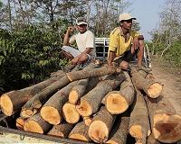 Indonesian firms owe $1.3 bn in forest damage fines: Greenpeace