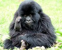 W.Africa gorillas more numerous than thought, but still endangered