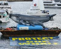 Australia condemns Iceland's decision to Kill whales