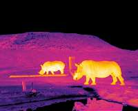 Four rhinos die after Chad conservation effort
