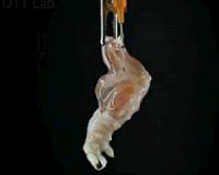 Team develops transplantable bioengineered forelimb