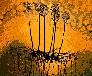 Researchers Detail How Neurons Decide How To Transmit Information