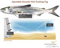 Tracking fish easier, quicker, safer with new injectable device
