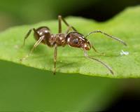 Ant antennae are a two-way communication system