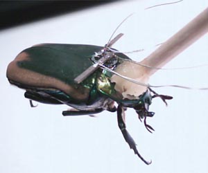 Insect cyborgs may become first responders, search and monitor hazardous environs