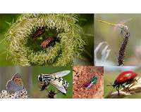 Researchers united on international road map to insect recovery