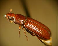 Researchers Probe Insect Flight Muscles One Molecule At A Time