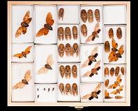 Can edible insects help curb global warming?