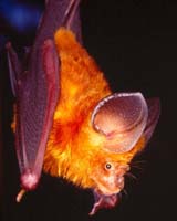 Bats More Than Just Another Pretty Face