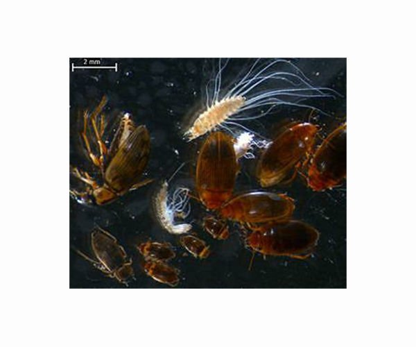 Island insects abandon the ability to fly, and Darwin knew why