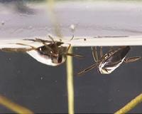 How do insects walk on water? Shadows reveal their secret