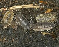 Papa roach: Chinese farmer breeds bugs for the table