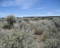 Sagebrush ecosystem recovery hobbled by loss of soil complexity