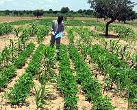 Intercropping formula promises food security in Sahel Africa