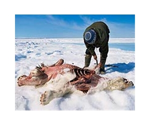 Russia's Chukotka backs polar bear hunting