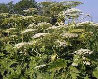 Dangerous wild grass will be used in batteries