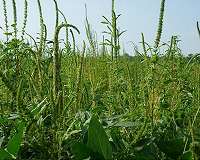 EU delays vote on renewing controversial weedkiller licence