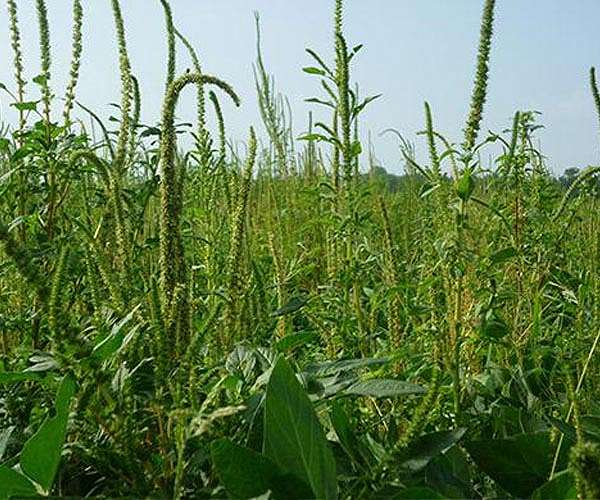 World's largest database of weeds lets scientists peer into the past, and future, of global agriculture