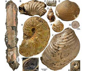 Ammonites found mini oases at ancient methane seeps