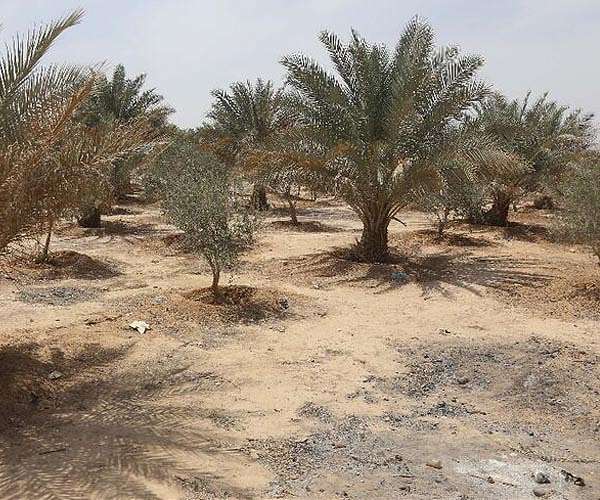Iraqi date farmers fight drought to protect national treasure