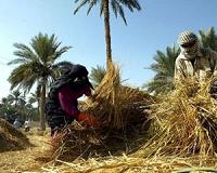 Iraq harvests go up in smoke, but who lit the fires?