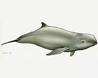 Bangladesh bans ships in rare dolphin sanctuaries