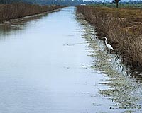Bioremediation To Keep Atrazine From Waterways