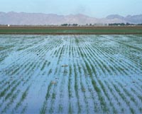 Irrigation Decreases, Urbanization Increases Monsoon Rains