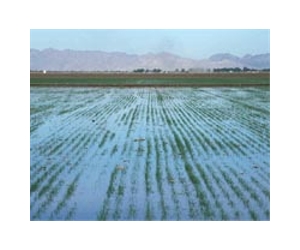 Solar Powered Agriculture Pump System