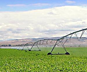 Sensors allow for efficient irrigation, give growers more control over plant growth