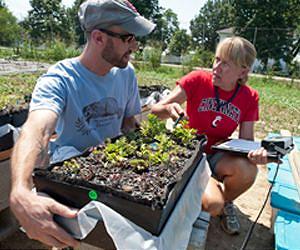 Native Plant Fares Well in Pilot Green Roof Research Study