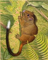 Scientists Discover New Species Of Distinctive Cloud-Forest Rodent
