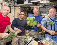 Stressed seedlings in space
