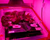 Can we grow potatoes on Mars