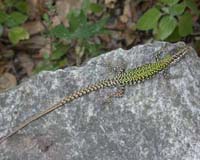 Lizards Undergo Rapid Evolution After Introduction To New Island