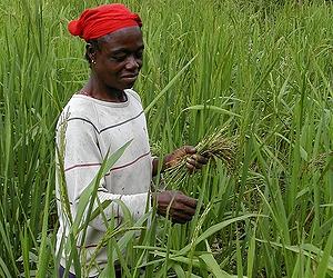 FAO: Africa land grabs like 'Wild West'